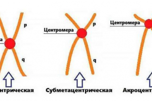 Центромер: местоположение и роля в сегрегацията на хромозомите по време на митоза и мейоза Центромер: местоположение и роля в сегрегацията на хромозомите по време на митоза и мейоза
